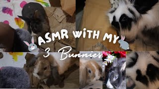 Rabbit ASMR Meet my 3 Bunnies eating amp crinkly sounds [upl. by Soiritos]