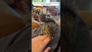 A couple found a squirrel in a water tank crying for help and adopted it animalshorts [upl. by Johann436]