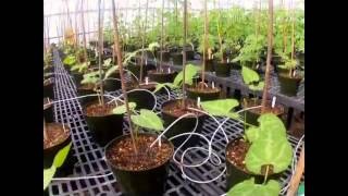 Bean Plants Grow in UC Davis TimeLapse Video [upl. by Nahtnoj]