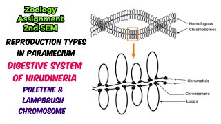 Reproduction Types in Paramecium Digestive System of Hirudineria Poletene amp Lampbrush Chromosome [upl. by Meirrak]