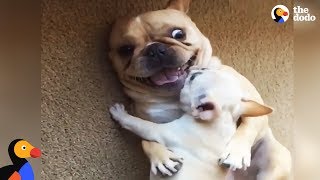 Hilarious French Bulldog Gets New Baby Brother  The Dodo [upl. by Caryn836]