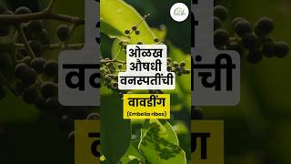 वावडिंग  Embelia ribes  औषधी वनस्पती  medicinal plant [upl. by Lletnahs]