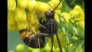 Frelons asiatiques sur Mahonia du Japon 11 novembre 2024 [upl. by Lulita]