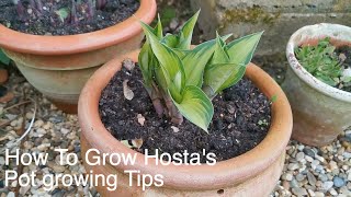 Pot Grow Hostas Spring Tips for Success [upl. by Nyliak356]