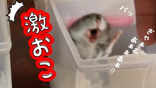 【ブチギレ】お家を掃除して移動させようとしたらハムスターに威嚇されてしまったGet angry [upl. by Trout]