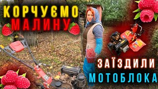 МАЛИНА  ЗБИРАЄМО І КОРЧУЄМО ОДНОЧАСНО ❌МОТОБЛОКА ЗАЇЗДИЛИ [upl. by Nwahsem]