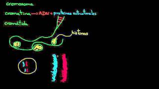 Cromosomas cromátidas cromatina etc  División celular  Biología  Khan Academy en Español [upl. by Sharona]