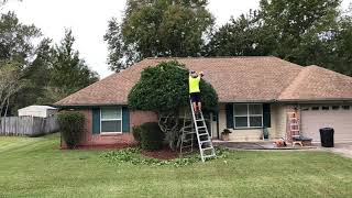 How to Trim a Big Ligustrum Tree to Reclaim Its Shape [upl. by Enaitsirk]