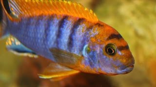 African Cichlid Species  Labidochromis sp quotHongiquot Male and Female Update Video [upl. by Senilec]