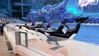 Chimelong Spaceship Killer Whale Show [upl. by Lynnette386]