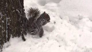 Squirrels at StuyTown during the blizzard 2016 [upl. by Jaela164]