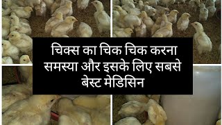 Chicks ka chikchik karna Fully detail of broilers Chronic Respiratory Disease CRD [upl. by Pavla819]