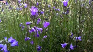 Harebells [upl. by Dnomaid457]