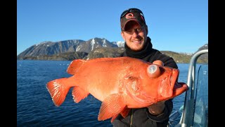 Angeln in Norwegen Skjervøy Fiskecamp  Dickdorsch Heilbutt und Rotbarsch bei Tromsø [upl. by Wilfrid219]