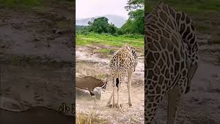 Oryx calf trampled to death by giraffes [upl. by Yuma691]