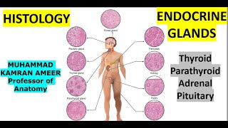 Endocrine Histology ppt Part1 Thyroid Parathyroid Adrenal Gland Pituitary Gland Dr M Kamran Ameer [upl. by Airekat]