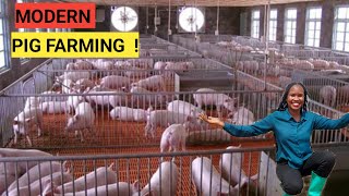 How To Make Millions Through PIG Rearing  2023 Tips DETAILED [upl. by Nanor516]