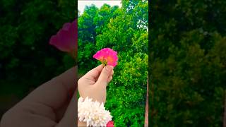 Mujhe Ishq sikha karkeflowers rehan trending nature [upl. by Neerol]