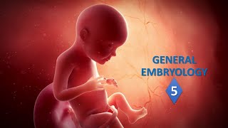 General embryology Part05 Prof Ashfaqur Rahman [upl. by Sadinoel]