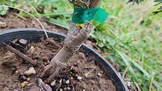 Fir Tree Update growing firs in the south [upl. by Barolet194]