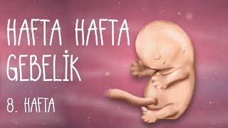 Hafta Hafta Gebelik 8 hafta [upl. by Alrick]