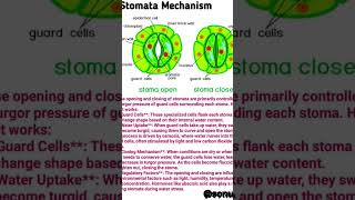 Stomata Mechanisms 3D figure details 🔥💯👌🔥biology study science neet upsc aiims all [upl. by Hammer]