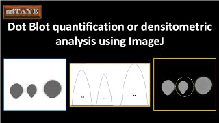 Dot Blot quantification or densitometric analysis using ImageJ [upl. by Undine504]