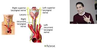 أمراض الغدة الدرقية quot9quot  Graves Disease Management [upl. by Prochoras]