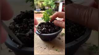 🌳Bonsai Cemara  abadi lambang keteguhan dan keabadian [upl. by Alban]