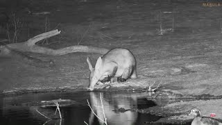 Aardvark drinking and Bushpigs eating at Jabulani Sep 25 2024 3 AM SAST africamcom [upl. by Aniat522]