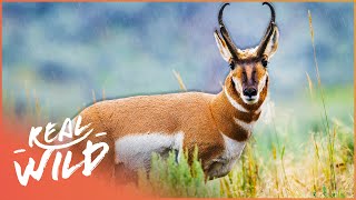 The Remarkable Pronghorn Antelope Of North America  Wild America [upl. by Nomihs]