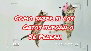 Como saber si los gatos juegan o pelean [upl. by Nobel]