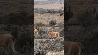 Guanacos at the beginning of the Atacama desert in Chile atacama guanaco [upl. by Tahp31]