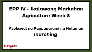 EPP IV  Ikalawang Markahan Agriculture Week 3 Asekswal na Pagpaparami ng Halaman Inarching [upl. by Acimat]