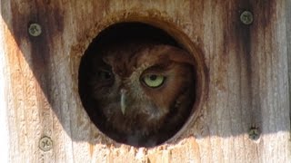 Female Screech Owl Calls Mate at Dusk [upl. by Pry]