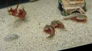 Rare male triops [upl. by Ecadnac]