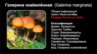 Галерина окаймлённая Galerina marginata [upl. by Reilamag]