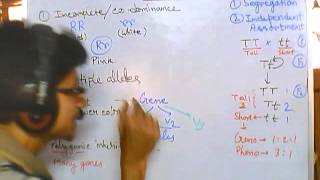 Genetics part 2 nonmendelian inheritance codominance polygene linked gene sex linkage etc [upl. by Aynosal]