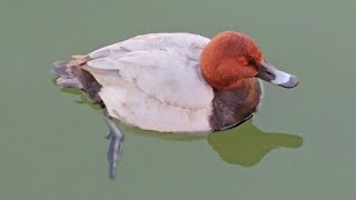 Common Pochard [upl. by Tirrej]