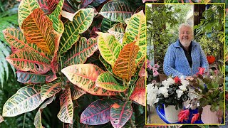 CROTON UNE TRÈS ÉLÉGANTE PLANTE D’INTÉRIEUR AUX FEUILLES MULTICOLORES Le Quotidien du Jardin N°302 [upl. by Zumwalt]