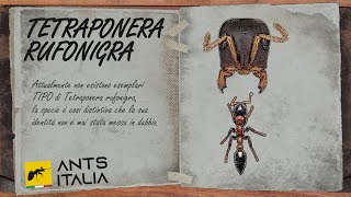 Tetraponera rufonigra Alimentazione Umidità e altri fattori per la loro Sopravvivenza EP5 [upl. by Mccoy690]