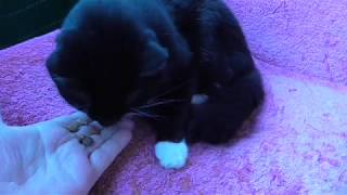 Welt Katzen Tag  Püppi frisst mir aus der Hand [upl. by Nnylahs206]