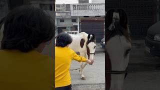 Day99100  dekho kon aya😂🥳🐎 dailyvlog day99 minivlog youtube youtubeshorts [upl. by Derwood]