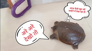 Ye Dekhiye Kaise Aaine Main Dekh Rahaa Hain 😂🐢🙏new tortoise turtle maharastriannewdancer111 [upl. by Ardeahp]