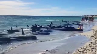 At Least 28 Pilot Whales Die After Being Stranded on Beach [upl. by Sanfourd]