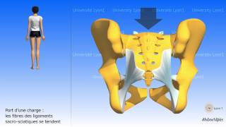 Larticulation sacroiliaque [upl. by Enitsyrhc]