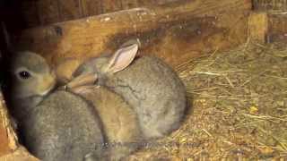 Flemish Giant Bunny Rabbit Babies [upl. by Doug442]