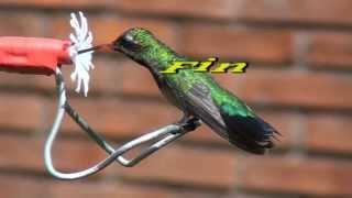 Colibríes Documental tercera parte [upl. by Yanetruoc]