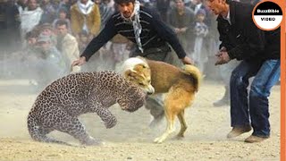 BATTLE BETWEEN A DOG AND A LEOPARD WHO WILL WIN [upl. by Olympe989]