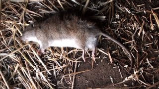 Poisoning rats on the farm with bait [upl. by Mame]